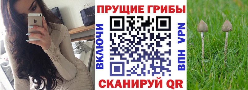где найти Кимовск Галлюциногенные грибы Cubensis